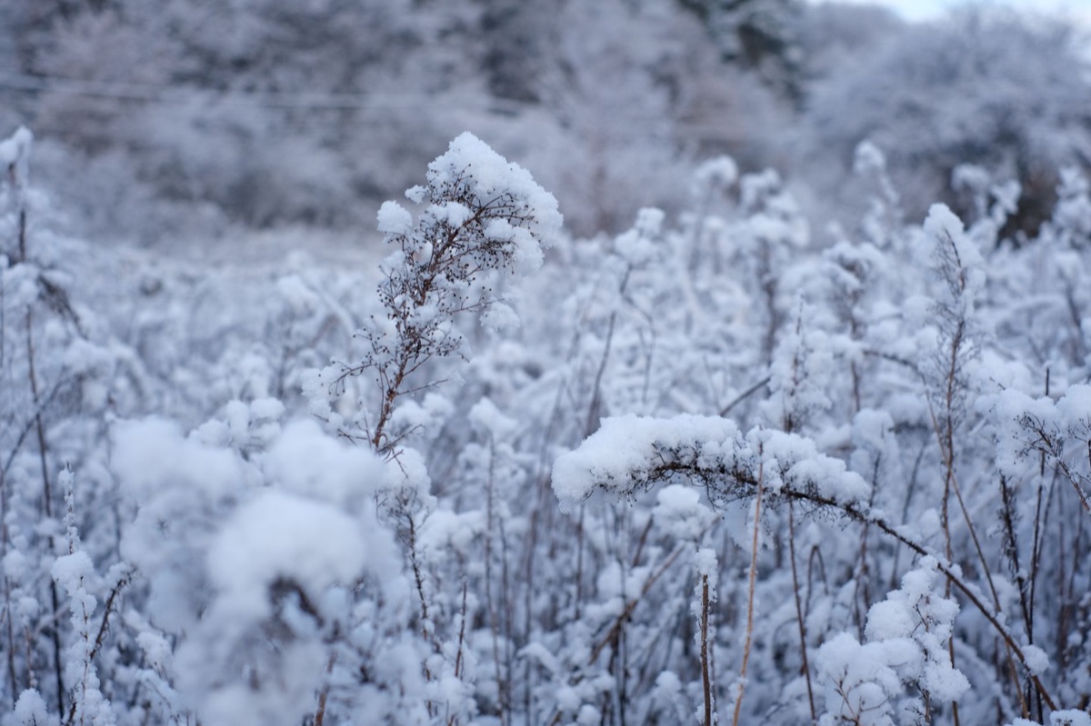 scenario invernale con neve