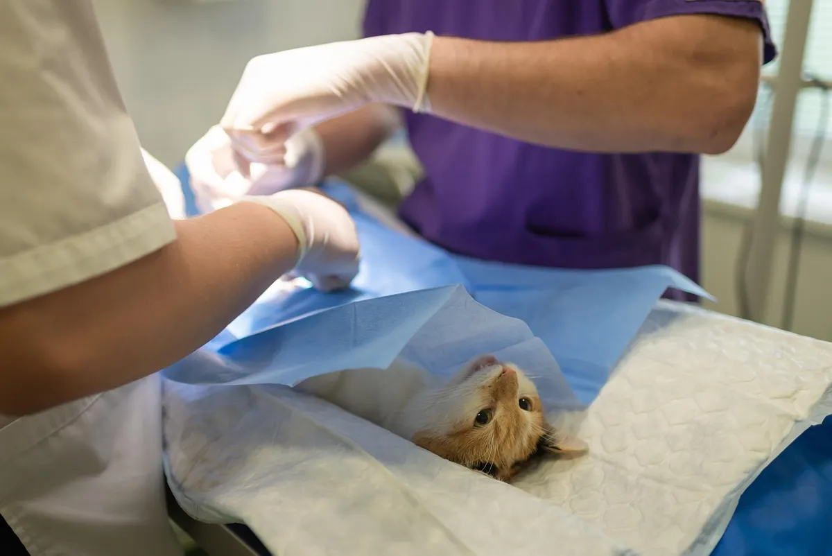 health, hospital, medicine, nurse, occupation, operation, pet, procedure, profession, sick, specialist, sterile, sterilization, surgeon, surgery, surgical, trea