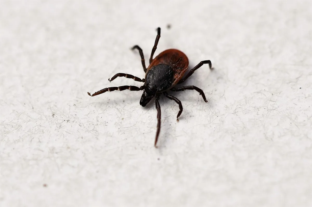 ixodes ricinus, tick, shield tick, arachnid, lyme disease, close up, bloodsuckers, disease carriers, meningitis, tbe, borreliosis, borrelia, health risk, ticks,