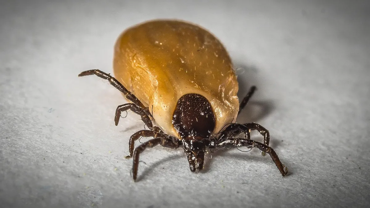 tick, macro, close up, borreliosis, creature, tbe, animal, health risk, nature, pathogen, insect, green, arachnid, disease carriers, parasite, mammal, borrelios