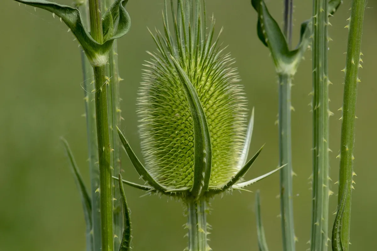 wildflower, beautiful flowers, disease, donkey disease, field, flower, flower background, flora, nature, flower wallpaper, crop